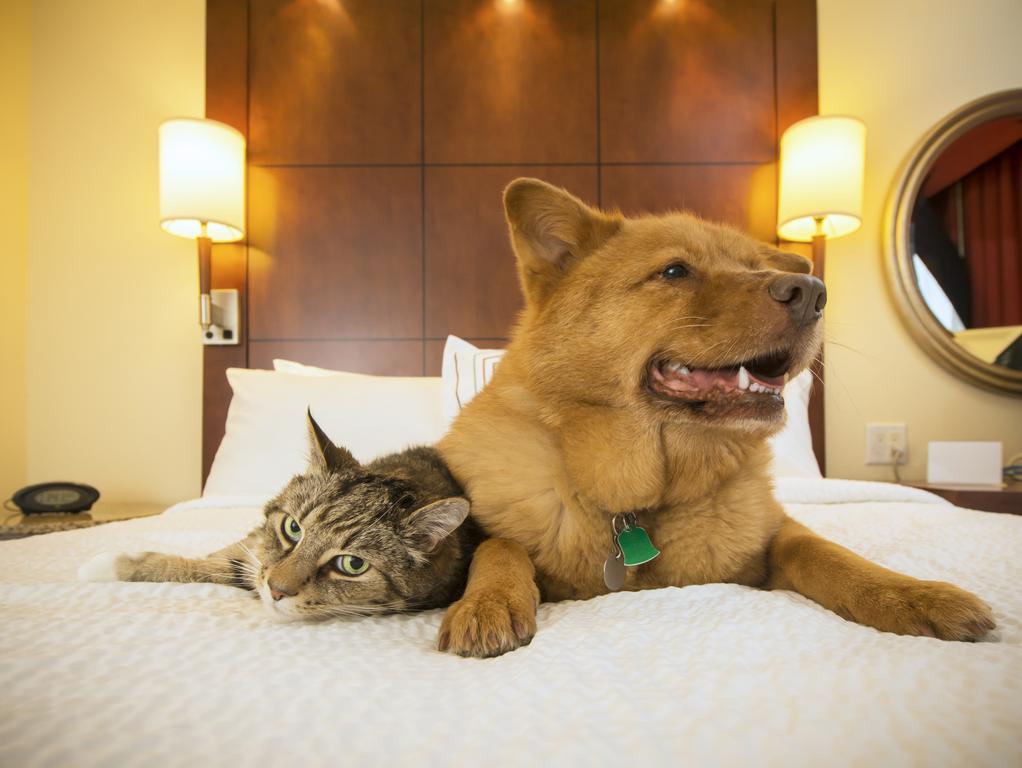 Hotel Ancora เชเซนาติโก ภายนอก รูปภาพ
